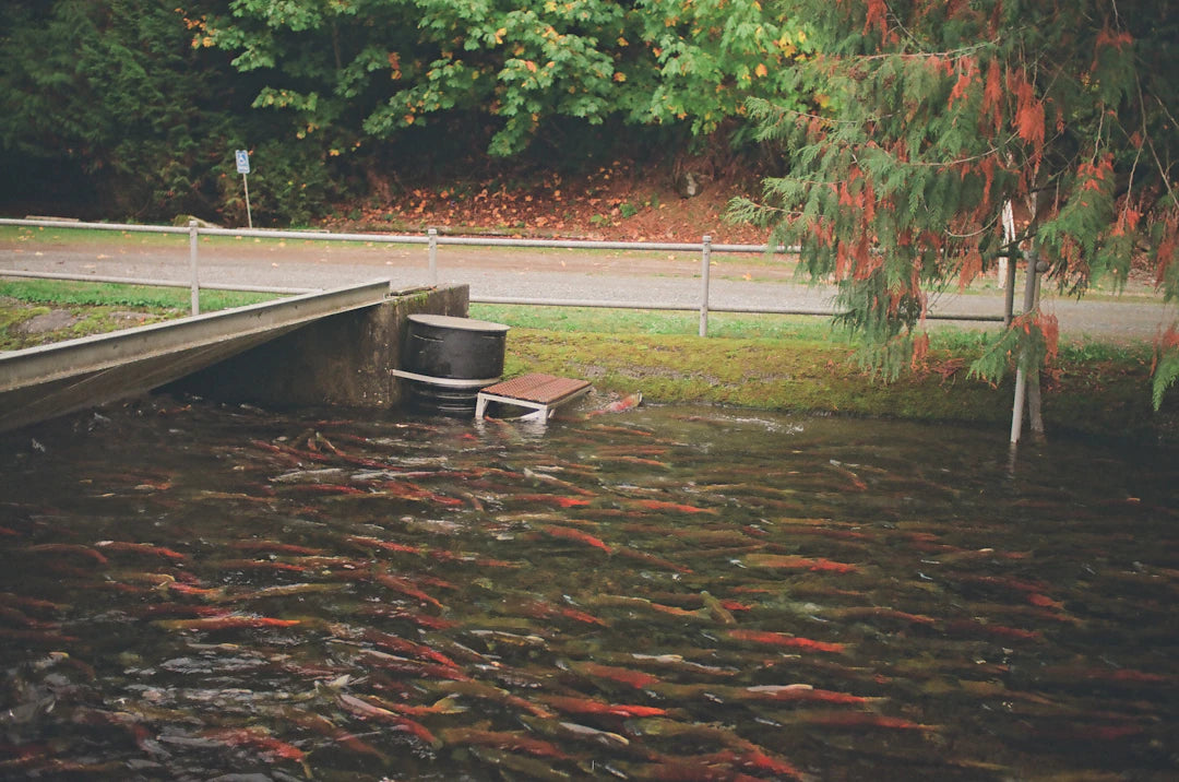 The Impact of Weather on Catfish Activity Levels