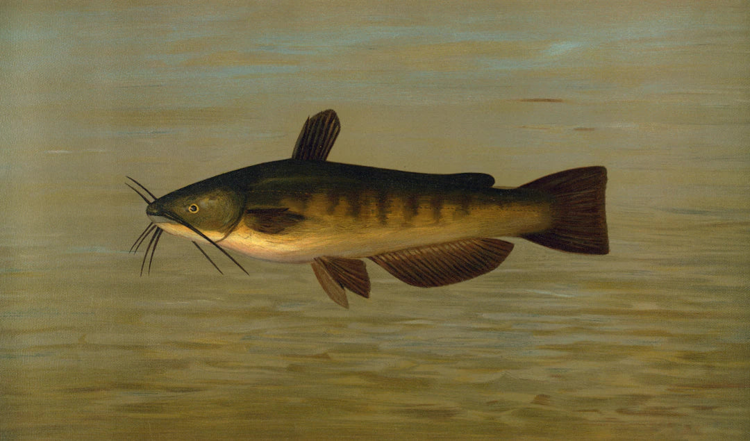 Durable Planer Boards for Catfish Fishing Success