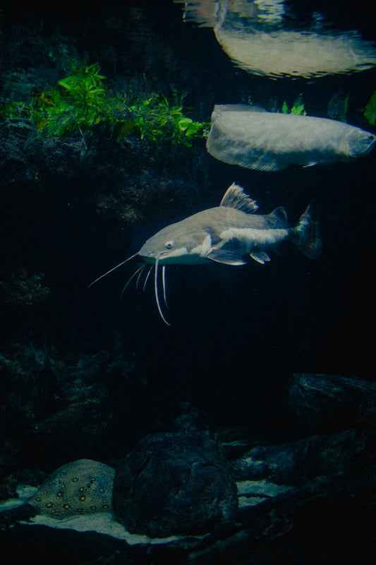 Understanding Catfish Behavior for Better Catching Strategies