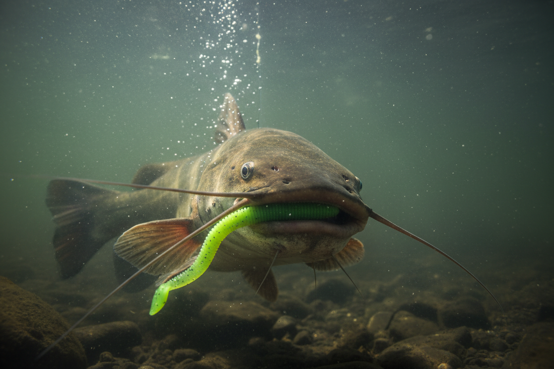 Diverse Soft Baits for Catfish Fishing Success